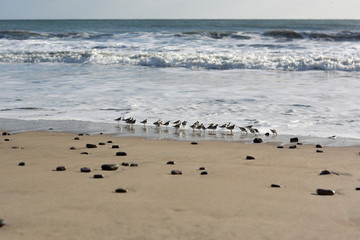 Seagull Family on Beach