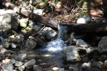 Stream in Forest