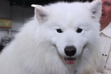 FLUFFY SAMOYED DOG