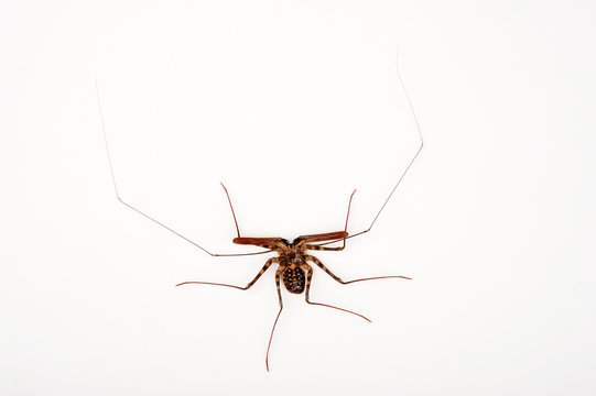 Gei&szlig;elspinne  (Damon medius) - tailless whip scorpion