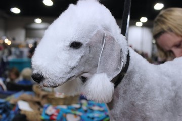 CUTE BEDLINGTON TERRIER