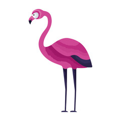 exotic flamingo bird leaves tropical