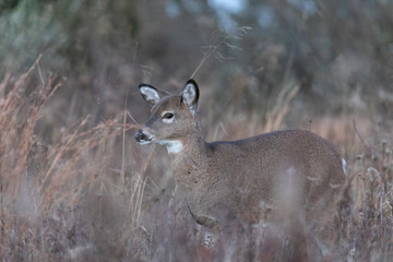 White-tailed deer fawn