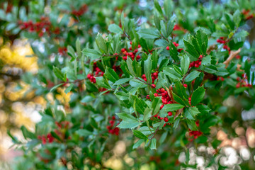 Obraz premium red berries on a branch