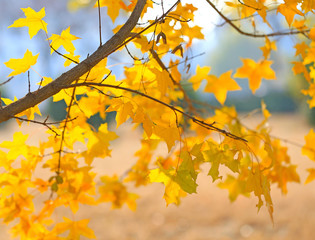 Naklejka na ściany i meble Beautiful maple leaves in the fall