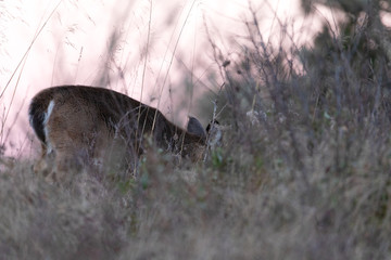 White-tailed deer at sunset