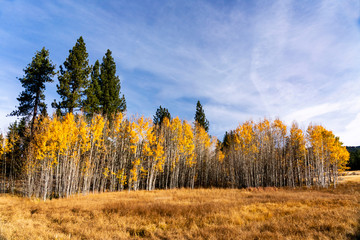 Fototapeta premium Aspen Grove, Pine Trees, Lake Tahoe, CA