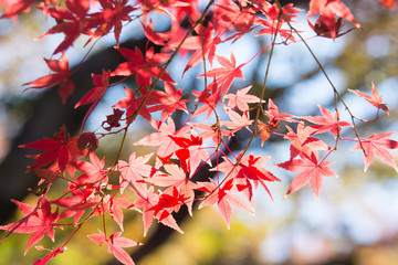 紅葉