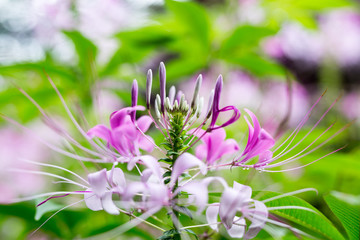 spider flower in the garden