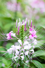 spider flower in the garden