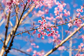 Pink Sakura flower blooming.
