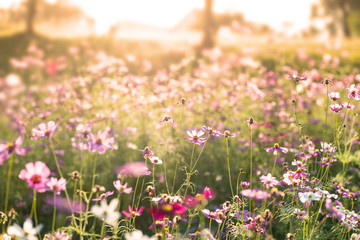 Obraz na płótnie Canvas Pink cosmos flower blossom in the garden with sunlight