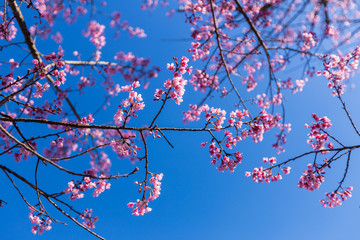 Pink Sakura flower blooming.