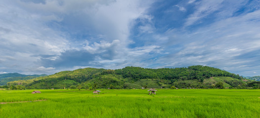 Fototapeta na wymiar Green rice in the field