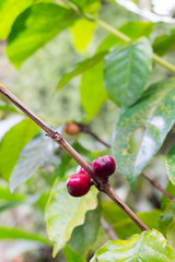 Closeup of coffee fruit in coffee tree