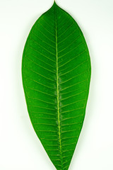Frangipani leaf on a white background