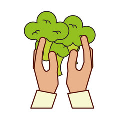 hands holding broccoli