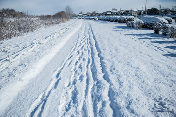 Fototapeta na wymiar 冬の散歩道