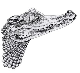ink crocodile isolated on white background
