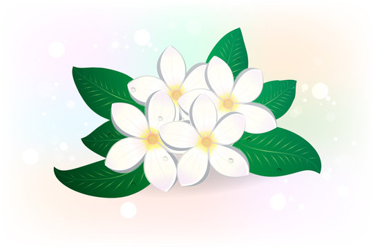 Frangipani Or Plumeria Flower Vector Illustration