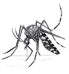 Ink Mosquito 