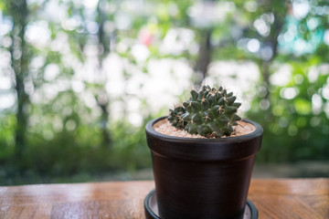 Cactus planted in pots