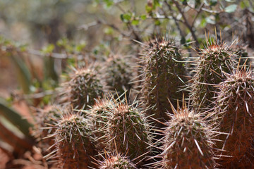 Cactus