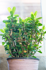 Cactus planted in pots