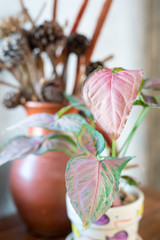 The  Aglaonema flowers in the vase