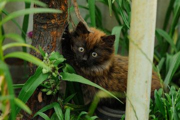 Naklejka na ściany i meble Furry kitten climbing on the tree outdoors