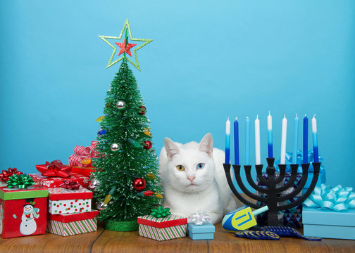 Adorable white kitten with heterochromia (odd eyes) laying between a Christmas tree and a Hanukkah Menorah. Many multi faith families celebrate both Xmas and Hanukkah. Merry Chrismukkah.