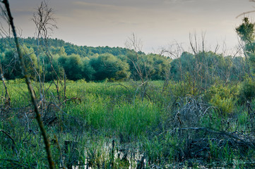 The end of summer in nature. Sunset on an overgrown lake. Outdoor activities. Mysterious place. Forest in the swamp.