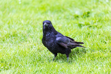Crow on the grass field