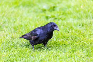 Crow on the grass field