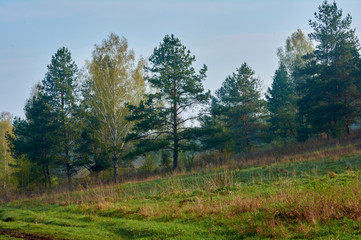 Fototapeta na wymiar Morning in the countryside. Landscape of coniferous forest in spring in April.
