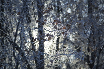 Снежный лес Сибири, Siberian snowy forest