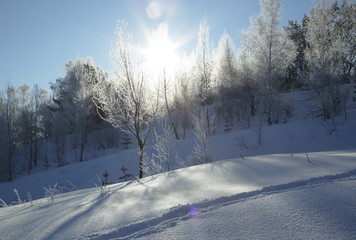 Снежный лес Сибири, Siberian snowy forest