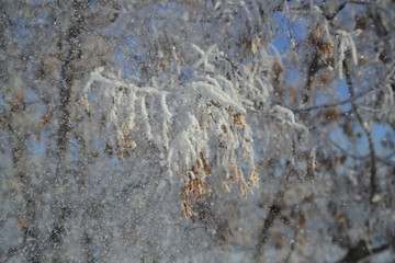 Снежный лес Сибири, Siberian snowy forest