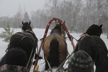 Naklejka na ściany i meble Russian Winter, Siberia, Horse