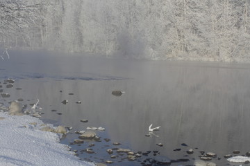 Лебединое Озеро,  Swan Lake
