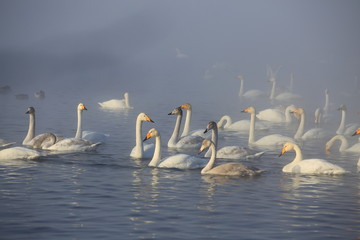 Лебединое Озеро,  Swan Lake