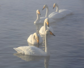 Лебединое Озеро,  Swan Lake
