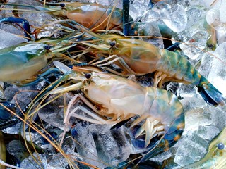 Big shrimp at shop17