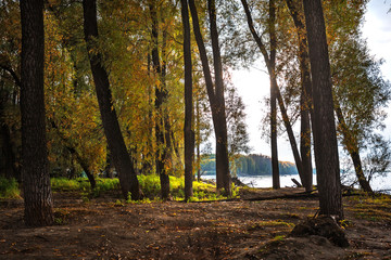Obraz premium Bank of the Ob river, autumn. Western Siberia, Novosibirsk region, Suzun