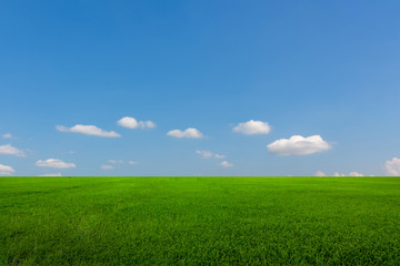 Rice fields, green trees and beautiful sky.