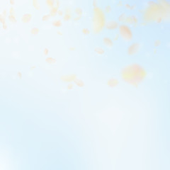 Yellow orange flower petals falling down. Uncommon