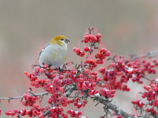 Pine Grosbeak  Female Eating Red Berries in Winter