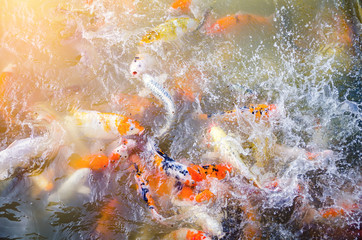Obraz na płótnie Canvas Beautiful fish in the pond. Orange light and soft background
