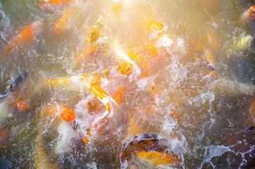 Beautiful fish in the pond. Orange light and soft background
