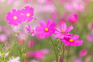 Fototapeta premium close up colorful pink cosmos flowers blooming in the field on sunny day 